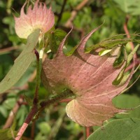 Gossypium hirsutum L.